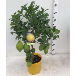 Citrinmedis - Citrus limon LEMON