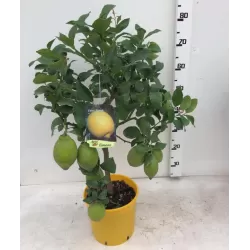 Citrinmedis - Citrus limon LEMON/ CITROEN