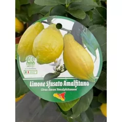 Citrus sfusato amalfitano AMALFI LEMON