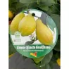 Citrus sfusato amalfitano AMALFI LEMON