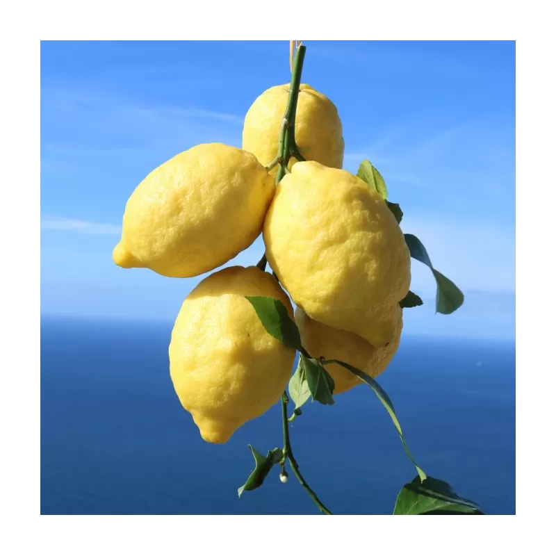 Citrus sfusato amalfitano AMALFI LEMON