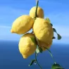 Citrus sfusato amalfitano AMALFI LEMON