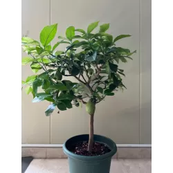 Citrus sfusato amalfitano AMALFI LEMON