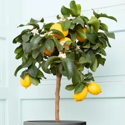 Citrus meyeri Meyer Lemon LISA