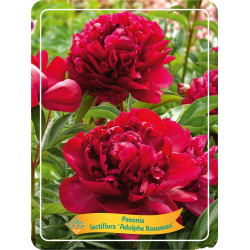 Bijūnas - Paeonia lactiflora ADOLPHE ROUSSEA