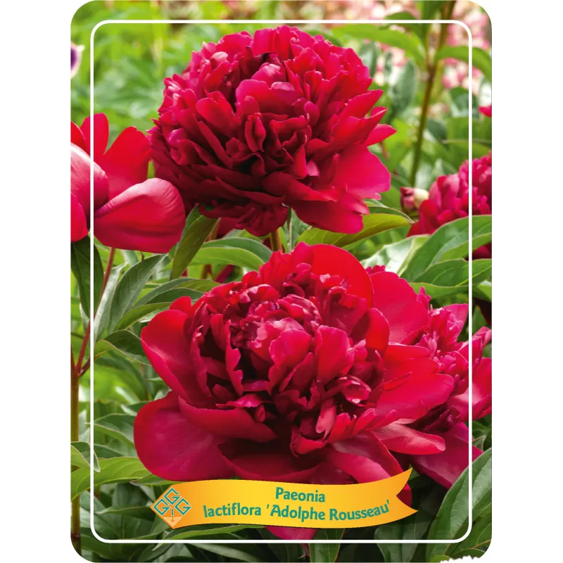 Peony - Paeonia lactiflora ADOLPHE ROUSSEA