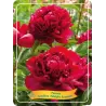 Bijūnas - Paeonia lactiflora ADOLPHE ROUSSEA