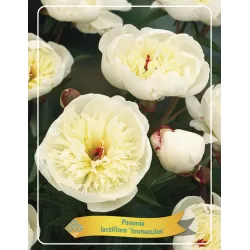 Paeonia lactiflora IMMACULEE