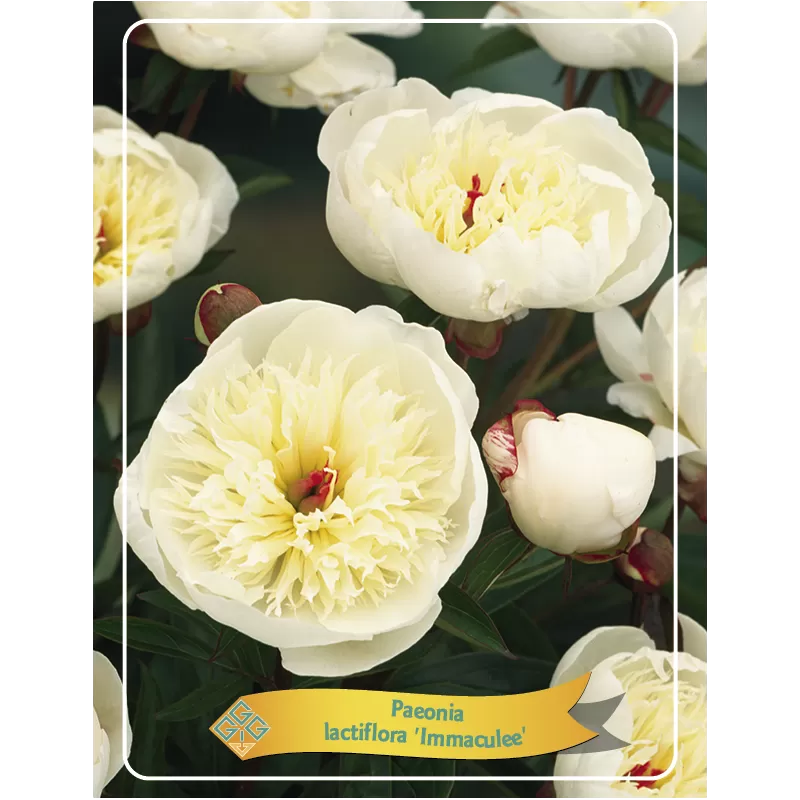 Bijūnas - Paeonia lactiflora IMMACULEE