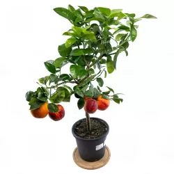 Citrus meyeri x sinensis RAINBOW ARCOBAL