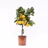 Citrus unshiu SATSUMA