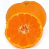Citrus unshiu SATSUMA
