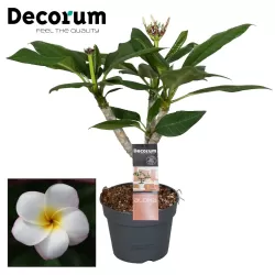Plumeria alba
