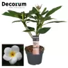 Plumeria alba