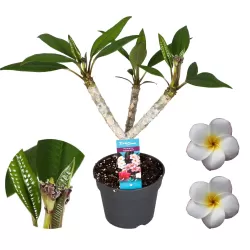 Jostras - Plumeria alba