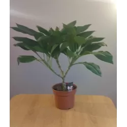 Jostras - Plumeria alba