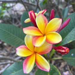Plumeria RAINBOW