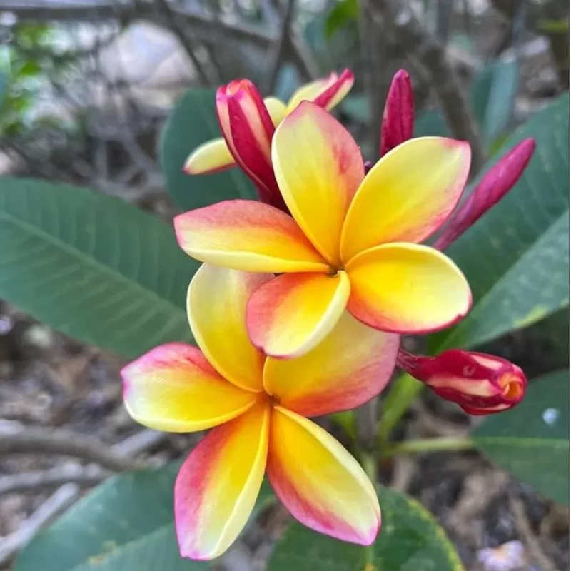 Jostras - Plumeria RAINBOW
