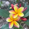 Jostras - Plumeria RAINBOW