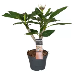 Jostras - Plumeria rubra