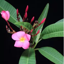 Jostras - Plumeria rubra