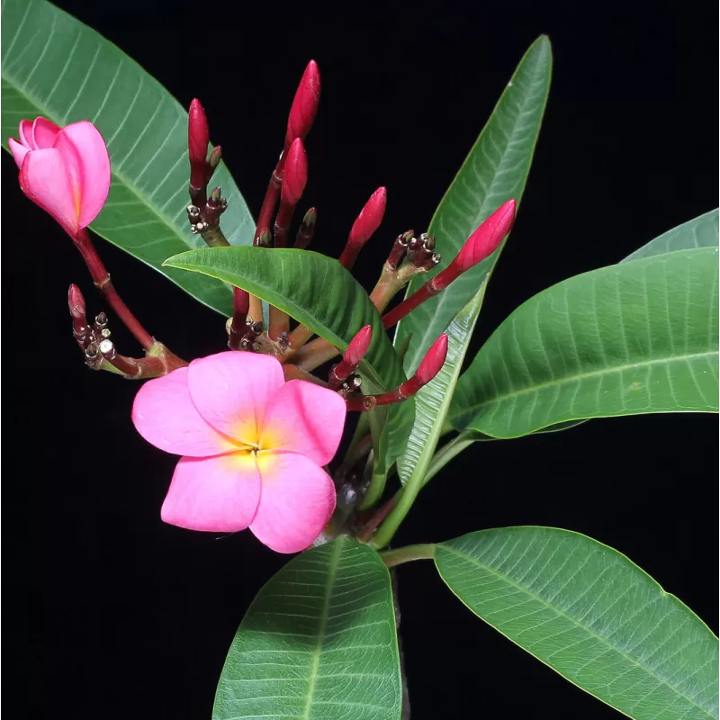 Plumeria rubra