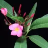 Plumeria rubra