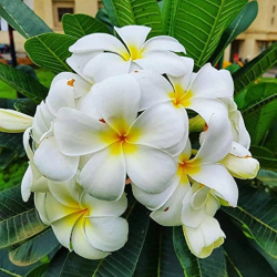 Plumeria alba