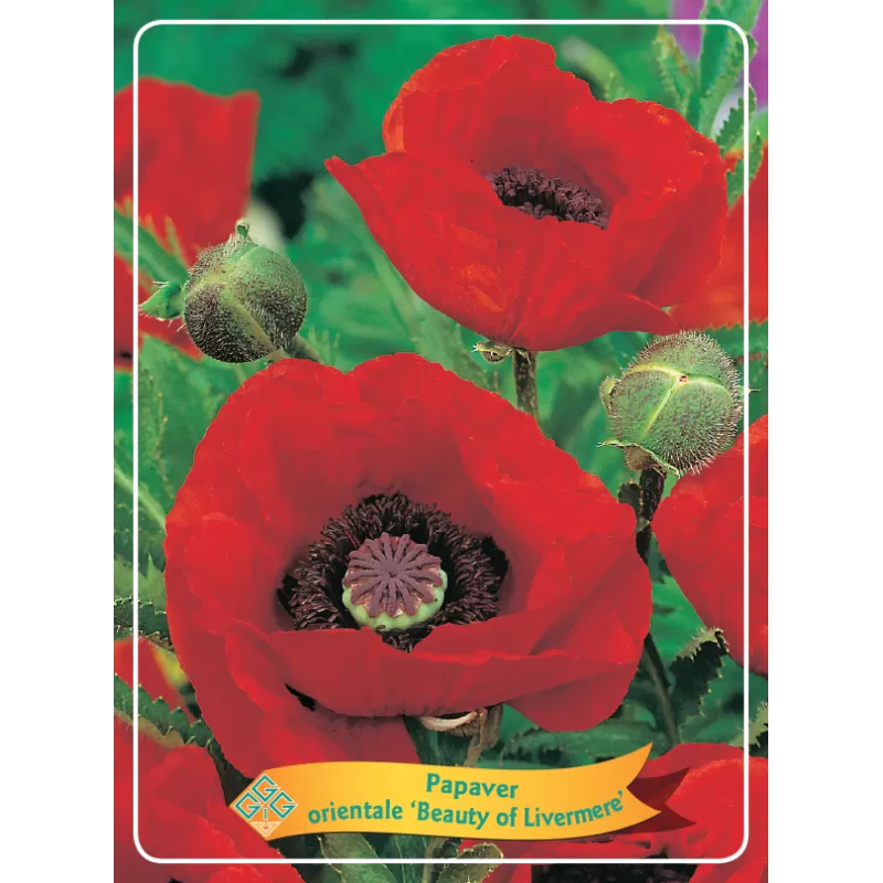 Aguona - Papaver orientale BEAUTY OF LIVERMERE