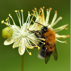Garden plants/Trees/Flowers/ web-shop