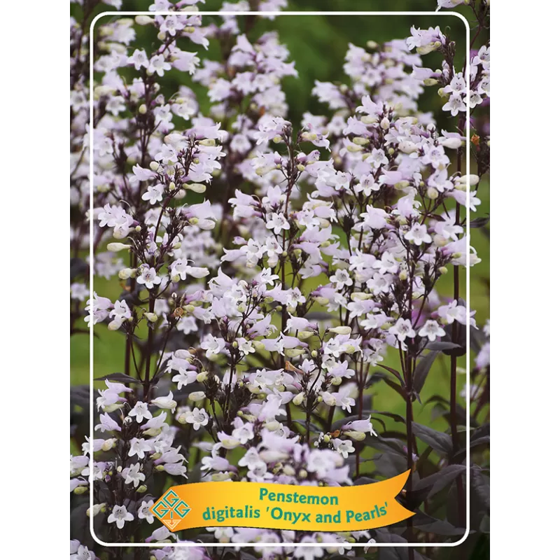 Rusmenė - Penstemon digitalis ONYX AND PEARLS