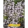 Penstemon digitalis ONYX AND PEARLS