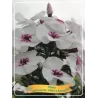 Šluotelinis flioksas - Phlox paniculata MIKES FAVOURITE