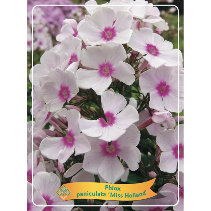 Phlox paniculata MISS HOLLAND