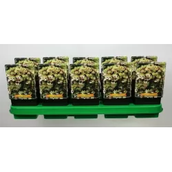 Šluotelinis flioksas - Phlox paniculata MYSTIQUE GREEN užsakymas 2026 metams