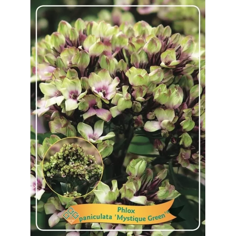 Šluotelinis flioksas - Phlox paniculata MYSTIQUE GREEN užsakymas 2026 metams