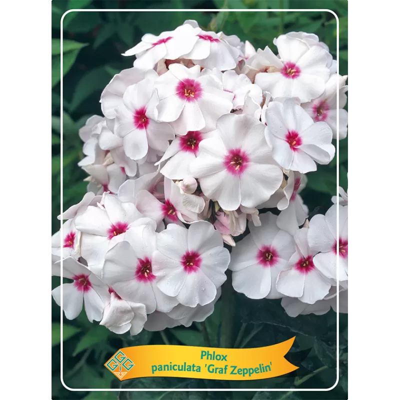 Phlox paniculata GRAF ZEPPELIN
