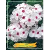 Phlox paniculata GRAF ZEPPELIN