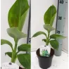 Kininis bananmedis - Musa DWARF CAVENDISH