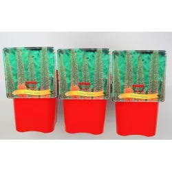 Eremūras - Eremurus RUMBA