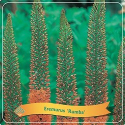 Eremūras - Eremurus RUMBA