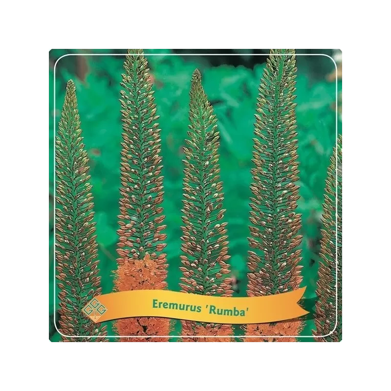 Eremurus RUMBA
