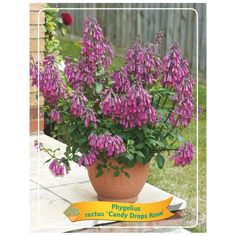 Žiemojanti fuksija - Phygelius rectus CANDY DROPS ROSE