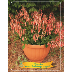 Phygelius rectus TANGERINE