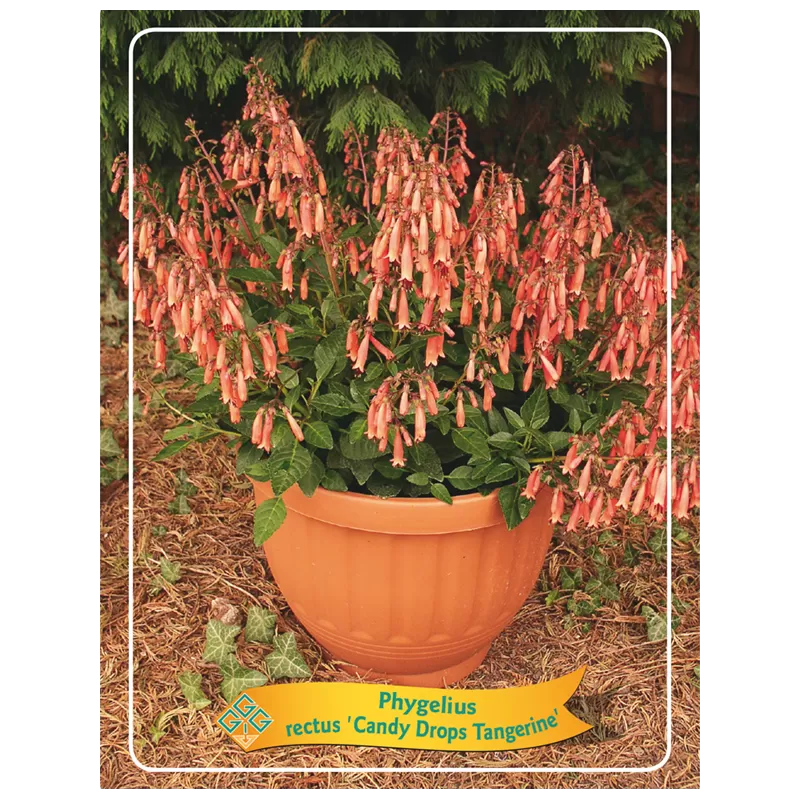 Phygelius rectus TANGERINE