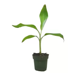 Egzotiniai augalai internetu