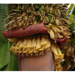 Egzotiniai augalai internetu