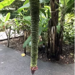 Egzotiniai augalai internetu