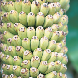 Egzotiniai augalai internetu