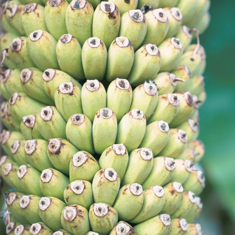 Egzotiniai augalai internetu